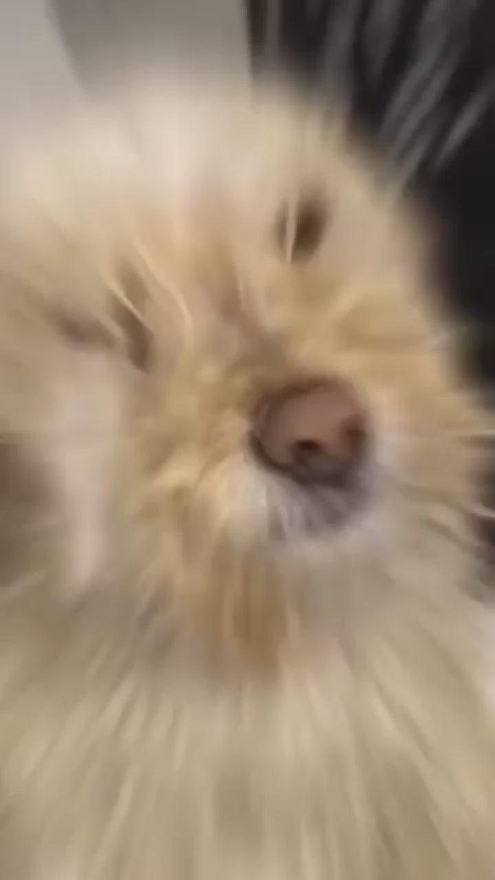 🐶Cepillo & Secador 2 en 1 para mascotas🐾